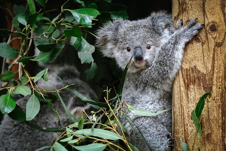 Private Blue Mountains Tour | Waterfalls, Koalas & Views