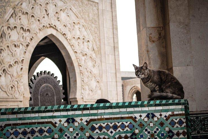 Casablanca Day Tour from Marrakech