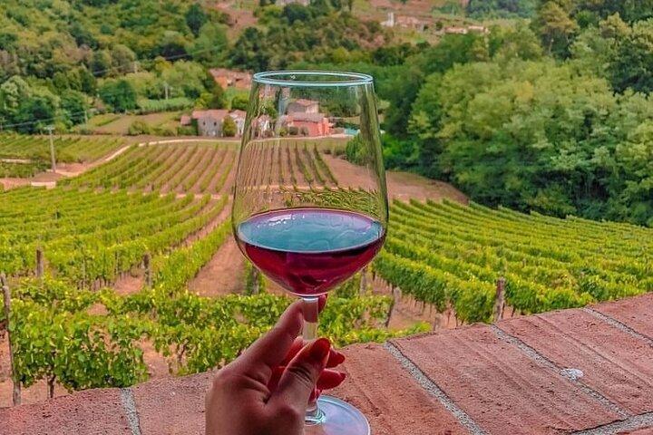 Lucca: expérience de dégustation de vin - Tenuta Adamo Winery