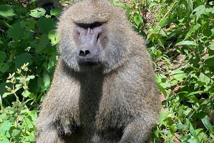 3日間のアルーシャ国立公園 - タランギレ公園 - ンゴロンゴロクレーター