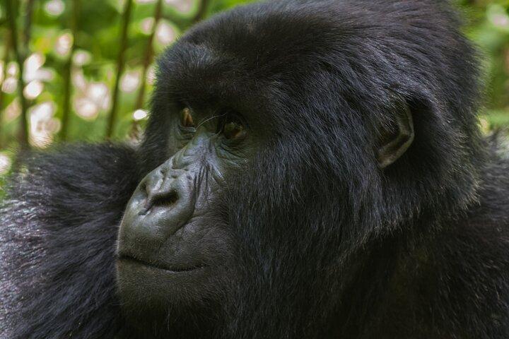 1 Tag privates Gorilla-Trekking in Kigali, Ruanda