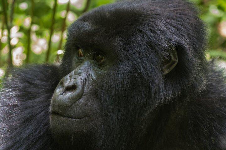 1 Tag privates Gorilla-Trekking in Kigali, Ruanda