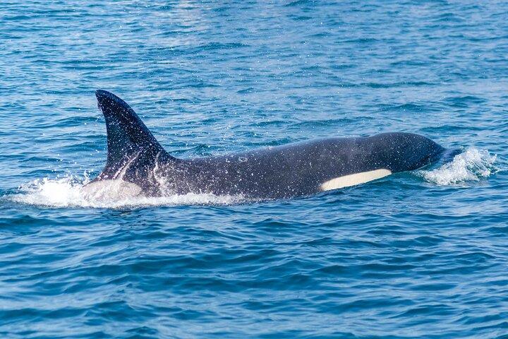 Portimão: 2,5 timer — Delfinobservation — Biolog om bord