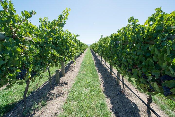 Nyd og nyd: Privat Yarra Valley Wine Tour fra Melbourne