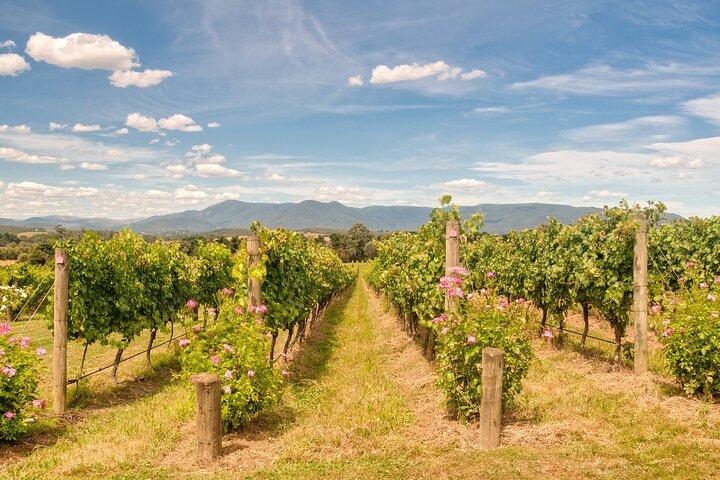 Nyd og nyd: Privat Yarra Valley Wine Tour fra Melbourne