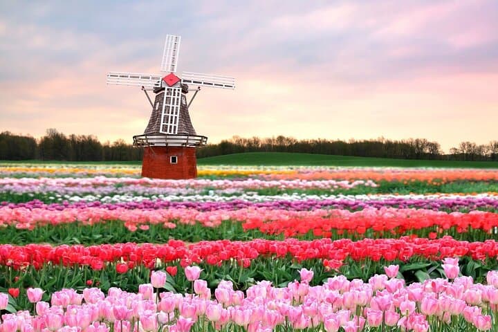 Exclusive Private Keukenhof and Tulip Fields Tour