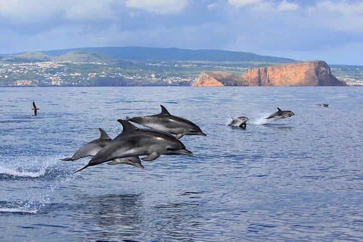 Île Terceira : Observation des baleines et des dauphins | Best Wildlife Tour