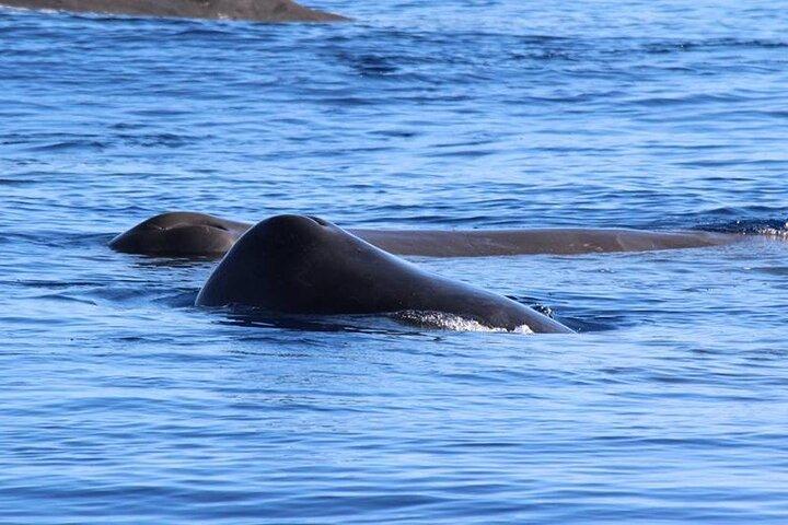 Île Terceira : Observation des baleines et des dauphins | Best Wildlife Tour