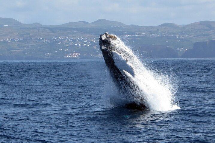 Île Terceira : Observation des baleines et des dauphins | Best Wildlife Tour