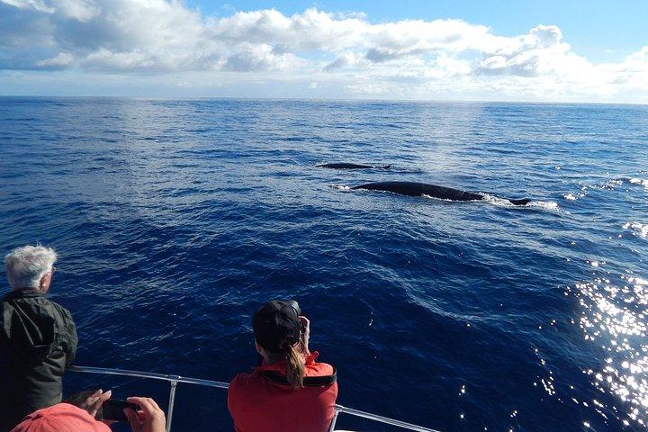 テルセイラ島：ホエール＆イルカウォッチング｜ベスト野生動物ツアー