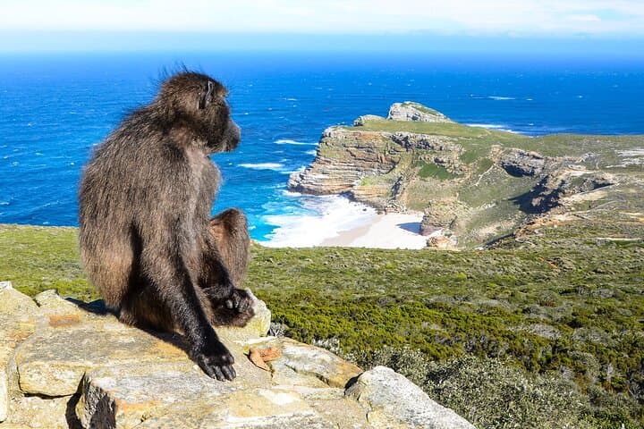 Cape Town Chauffeur Half Day