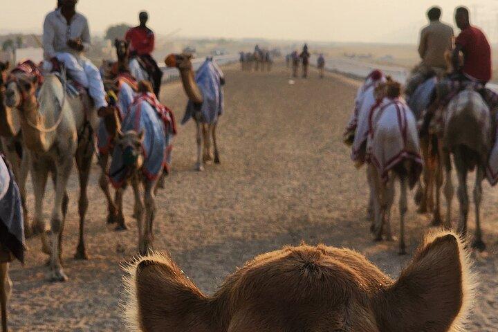 90 minutters guidet kulturel kamelridning i Dubai
