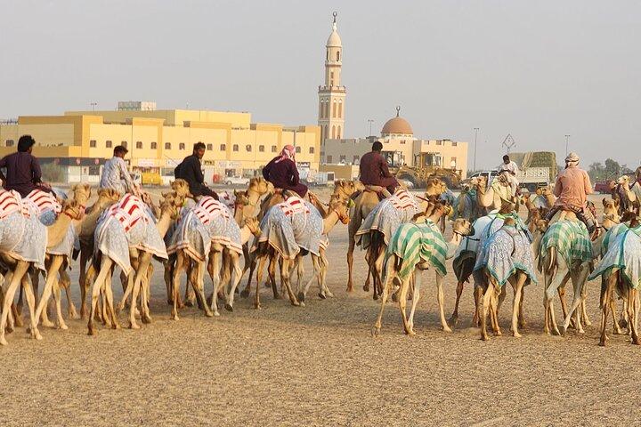 90 minutters guidet kulturel kamelridning i Dubai