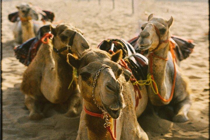 90 minutters guidet kulturel kamelridning i Dubai