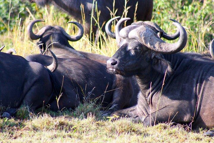 Excursion d'une journée complète au safari du Cap