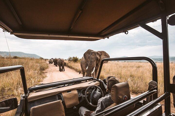 Excursion d'une journée complète au safari du Cap