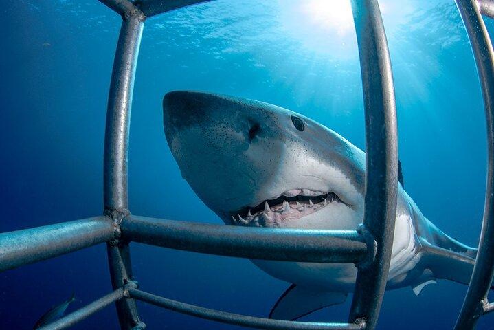 Excursion d'une journée complète en cage aux requins blancs au Cap