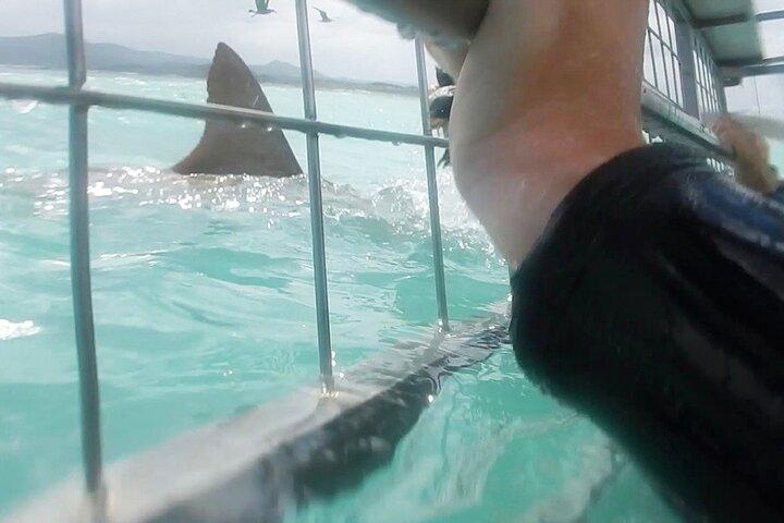 Excursion d'une journée complète en cage aux requins blancs au Cap