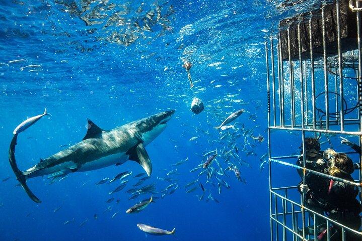 Excursion d'une journée complète en cage aux requins blancs au Cap