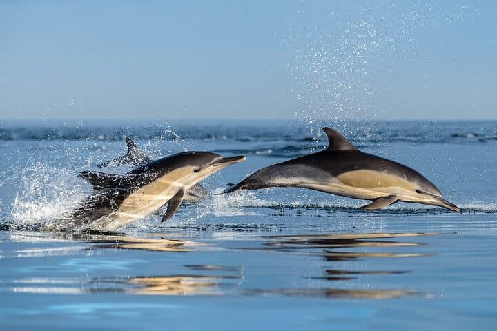 Combo Marine Wildlife Cruise & Cape Point Full Day Tour in CT