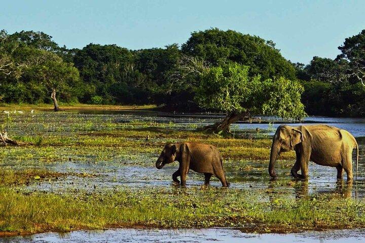 04 dages Sri Lanka Beach, Wildlife Tour & Colombo city tour