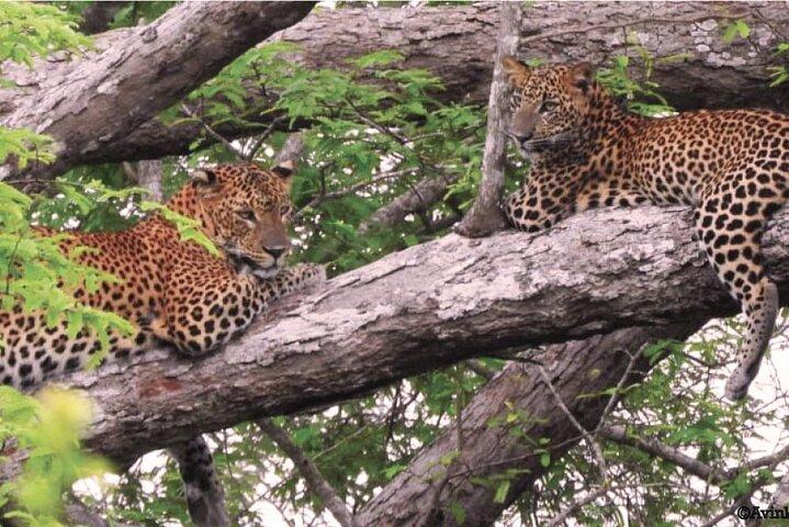 04 dages Sri Lanka Beach, Wildlife Tour & Colombo city tour
