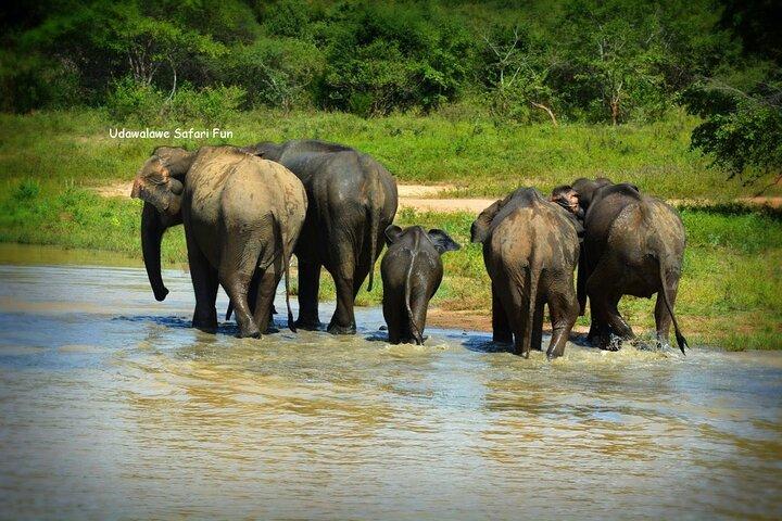 Safari à Uda Walawe au départ d'Uda Walawa