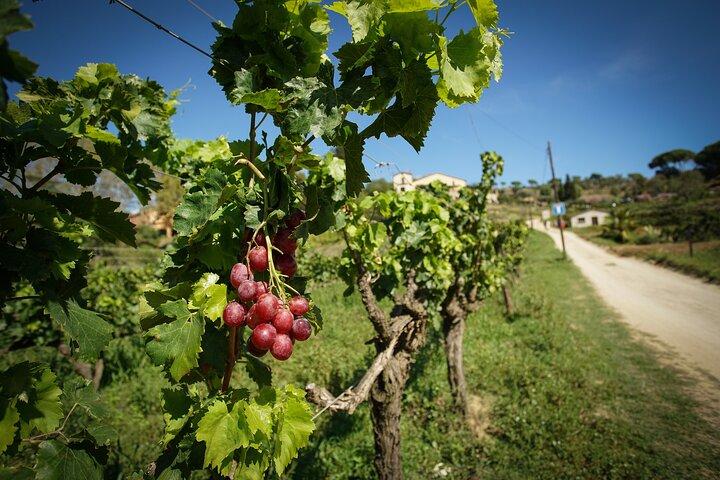 Una Boutique Winery Experience E-Bike, Vela o Auto da Barcellona
