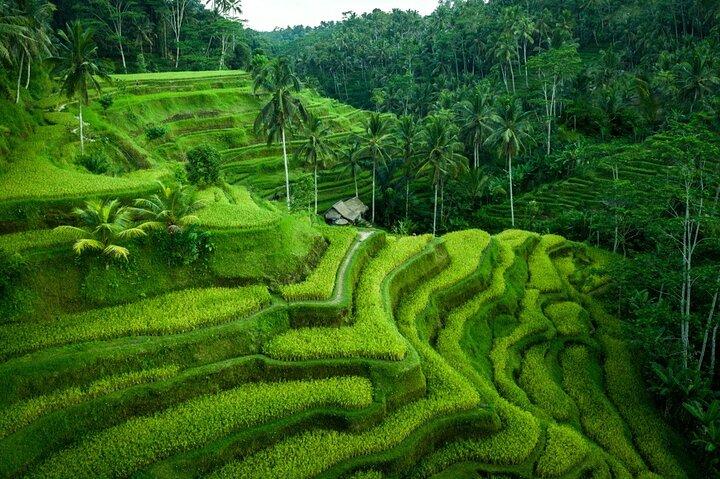 Ubud Tour med Monkey Forest, Rice Terrace, Vandfald, Tempel