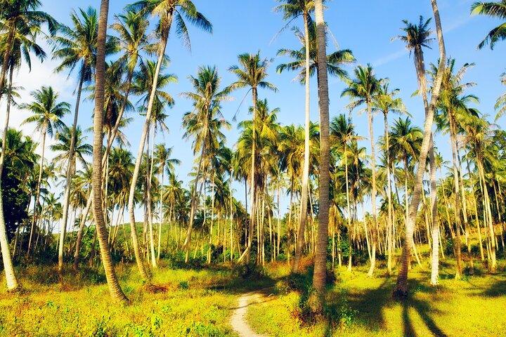 Private Tour Dschungelsafari ab Koh Samui