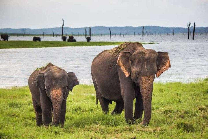 Alt i Udawalawe (Safari, Indkvartering med halvpension)