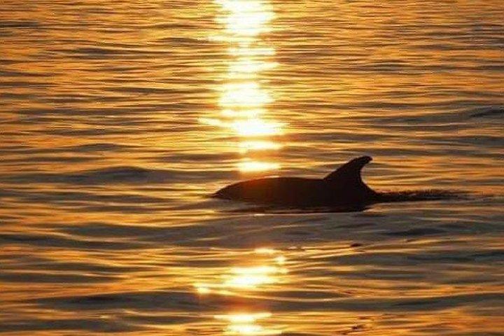 Sunset dolphin watching