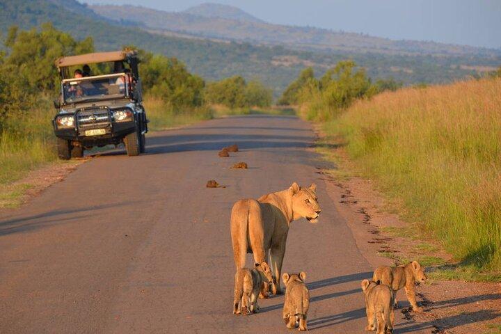 3-stündige Safari-Tour im Pilanesberg-Nationalpark