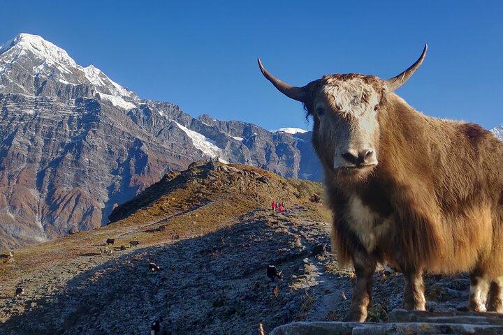 Mardi Himal Trek (5 dagen)