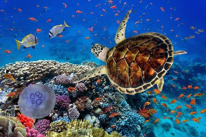 Expedição de Mergulho Marsa Alam