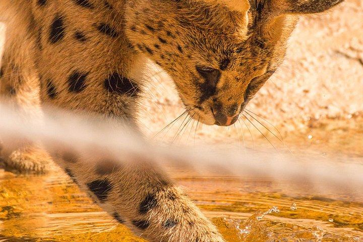 African Cat Experience at Werribee Open Range Zoo - excl. entry