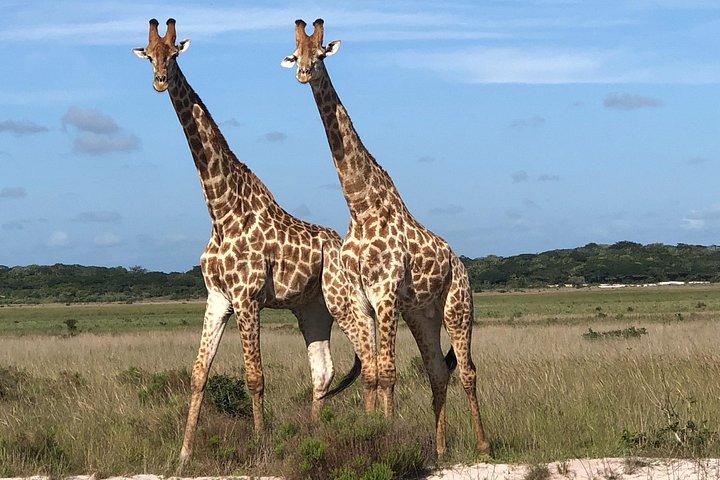 2 Days Safari in Maputo National Park