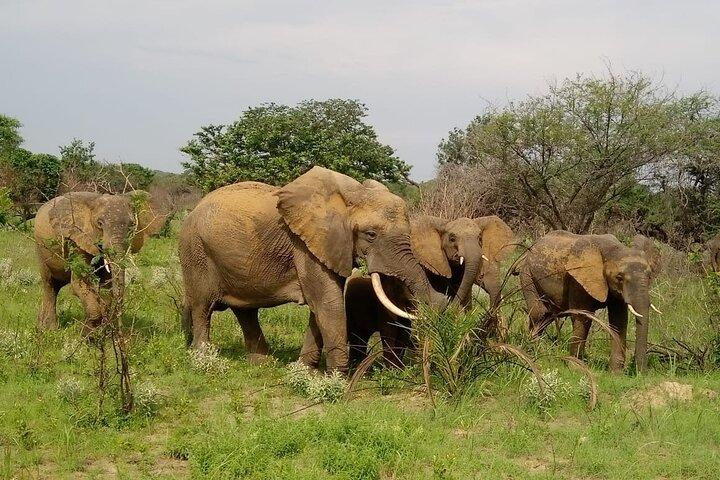 2 dagars safari i Maputo nationalpark