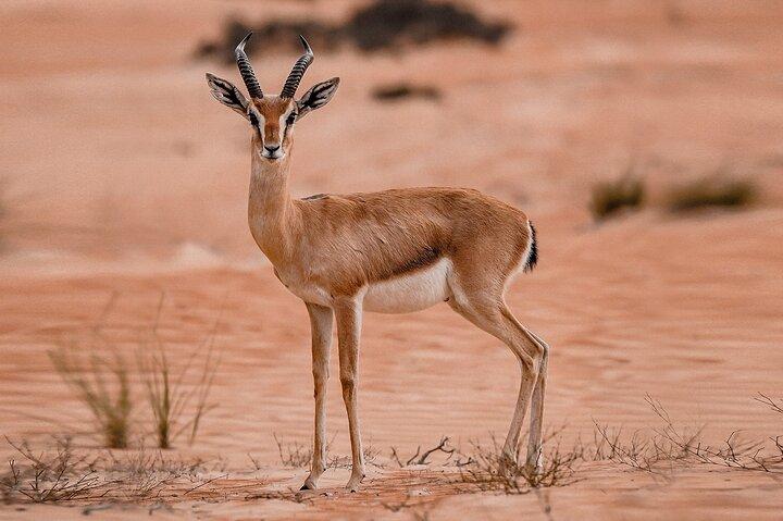 VIP privé-woestijnsafari van een halve dag in Dubai