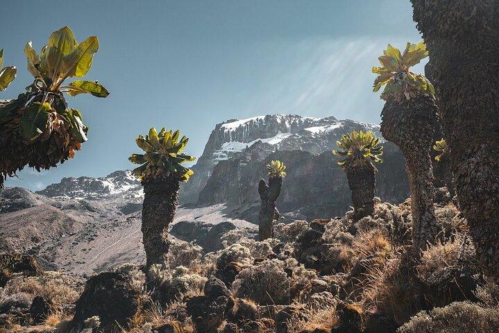 Vandring ved foden af Kilimanjaro