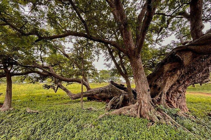 Nandi Trail Tour