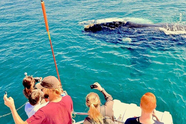 Whale Tour, segla till Cabo San Lucas Arch + mat