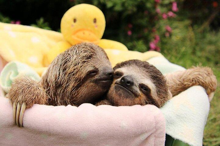 Sloths and Coffee: Tour to a Wildlife Sanctuary and a Coffee Farm