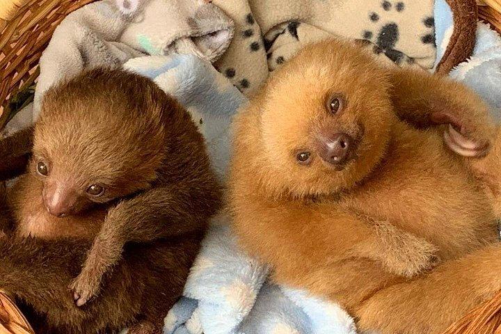 ナマケモノとコーヒー: 野生動物保護区とコーヒー農園へのツアー