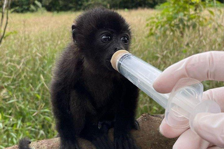 ナマケモノとコーヒー: 野生動物保護区とコーヒー農園へのツアー
