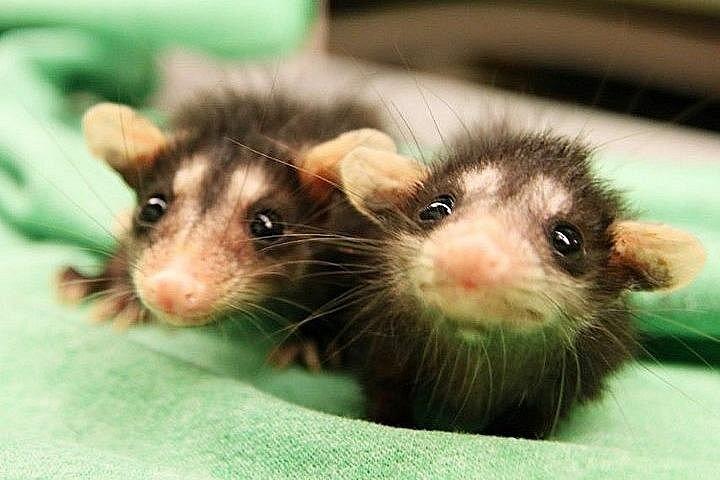 ナマケモノとコーヒー: 野生動物保護区とコーヒー農園へのツアー