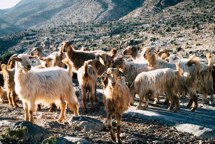 Ganztägige private Tour in Jebel Akhdar ab Maskat