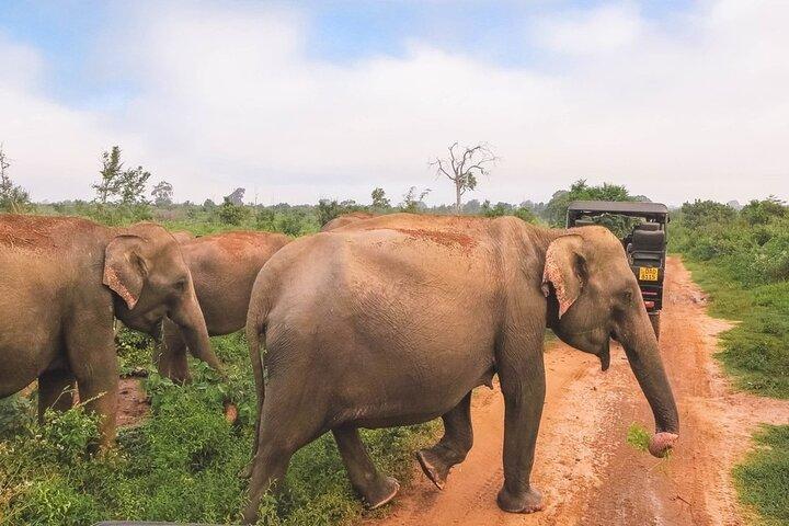 Udawalwe Jeep Safari Galle privado de Bentota Kalura Hotels
