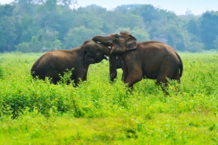 Udawalwe Jeep Safari Galle privado de Bentota Kalura Hotels