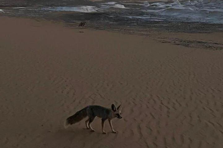 カイロの黒い砂漠とキャンプから白砂漠サファリ一泊